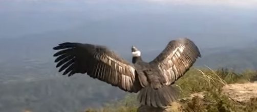 O condor Sayani sendo devolvido a natureza