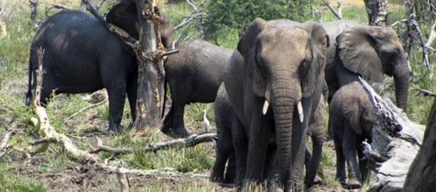 Image By Frank Flowers. African Elephnats Image By Frank Flowers. African Elephnats