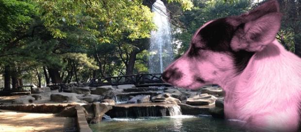 Los perros envenenados del Parque México Los perros envenenados del Parque México