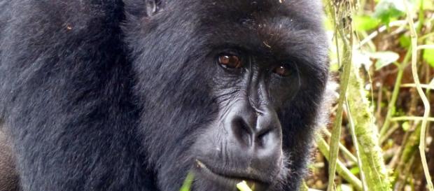Rwanda gorilla. Image source Pixabay no attrition Rwanda gorilla. Image source Pixabay no attrition