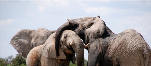 Gli elefanti dello Stato dell'Africa