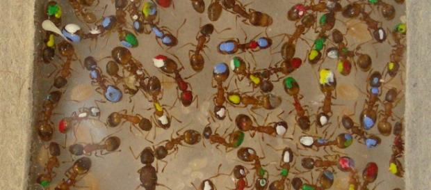 Hormigas "perezosas" temnothorax rugatulus Hormigas "perezosas" temnothorax rugatulus