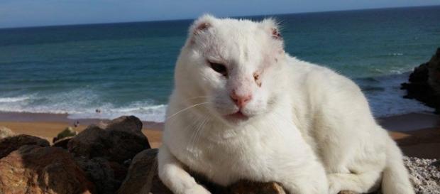 O gato chama-se "Sr. sem Orelhas" ou "Mr no Ears". O gato chama-se "Sr. sem Orelhas" ou "Mr no Ears".