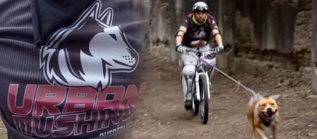 Urban Mushing en Querétaro por jóvenes entusiastas Urban Mushing en Querétaro por jóvenes entusiastas