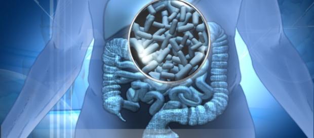 Uso de los probióticos para nuestra salud Uso de los probióticos para nuestra salud