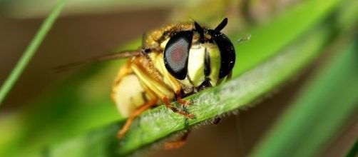 Il veleno di una vespa per curare i tumori