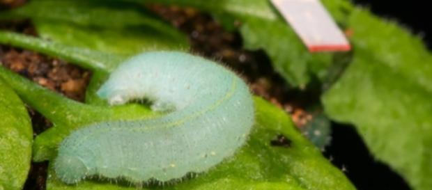 Gąsienica bielinka żywi się rośliną Arabidopsis. Gąsienica bielinka żywi się rośliną Arabidopsis.