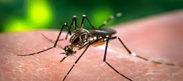 Número de mortes por dengue mais que dobrou Número de mortes por dengue mais que dobrou