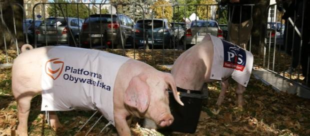 Świnie przed sejmem - happening partii KORWiN Świnie przed sejmem - happening partii KORWiN