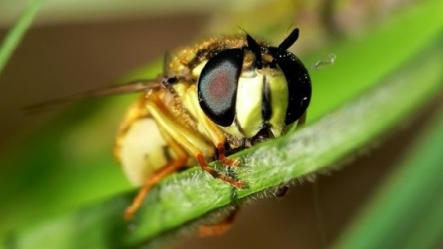 Il veleno di una vespa per curare i tumori