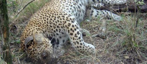 Dead leopard. Wildlife poisoning prevention.