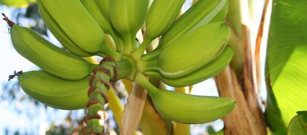 Frase sulle banane scatena polemica su Brugnano Frase sulle banane scatena polemica su Brugnano