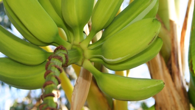 Frase sulle banane scatena polemica su Brugnano