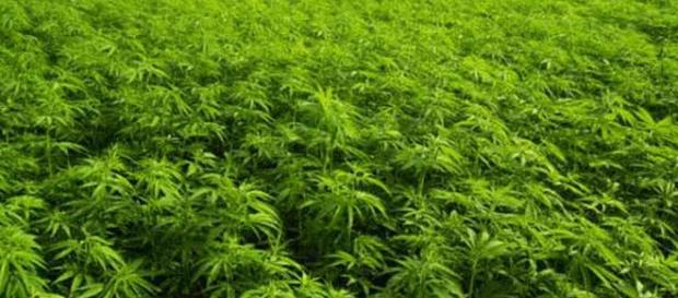 Proponen uso medicinal de cannabis Proponen uso medicinal de cannabis