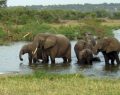 Elephant census shows a population increase in Uganda