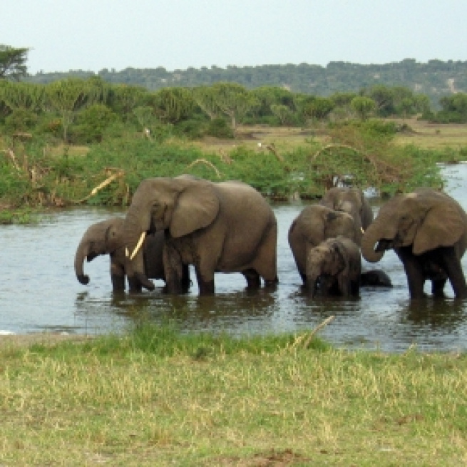 Ugandan elephants. Pixabay commons