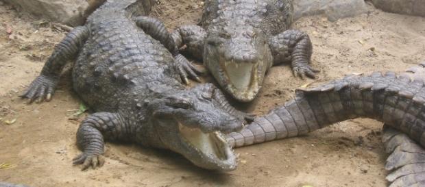 Insula crocodililor pentru paza deţinuţilor Insula crocodililor pentru paza deţinuţilor