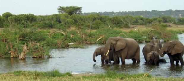 Ugandan elephants. Pixabay commons Ugandan elephants. Pixabay commons