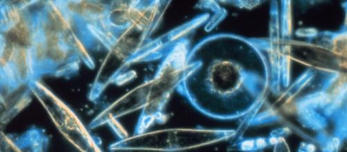 "Diatoms through the microscope" Gordon T. Taylor,