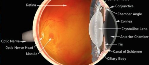 Anatomia dell'occhio con la retina e la macula