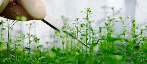 As plantas que sabem matemática As plantas que sabem matemática