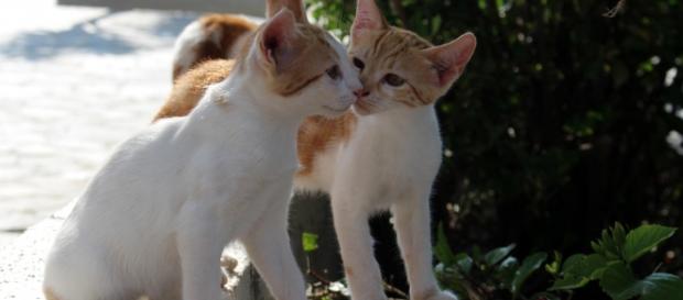 Kittens. Pixabay commons. No attrition Kittens. Pixabay commons. No attrition