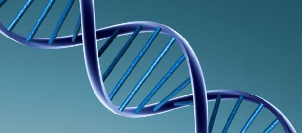 La modificación genética aplicada en humanos La modificación genética aplicada en humanos