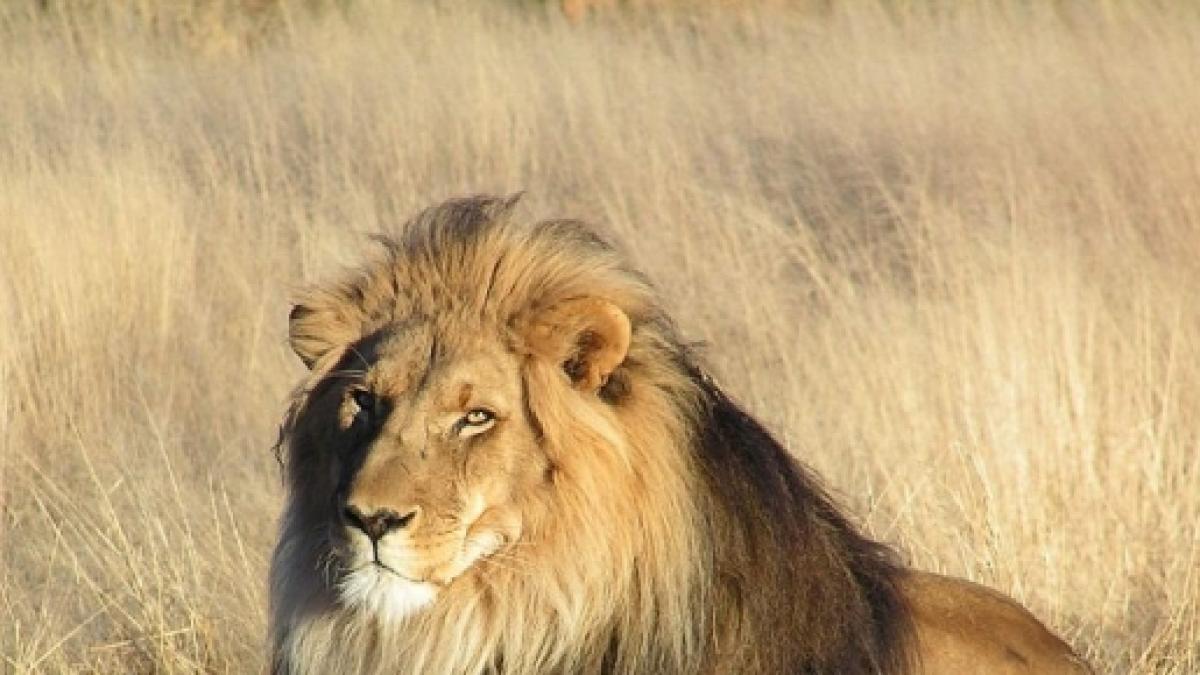 La Chasse Aux Lions Un Bizness Devenu Florissant En Afrique