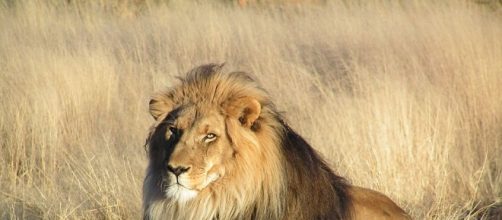 Le lion bientôt un animal en voie de disparition?