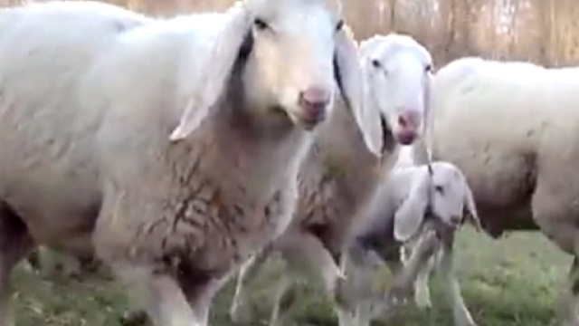 Una grave lite a causa di un gregge di pecore