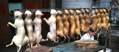 Venta de carne de perro en Corea