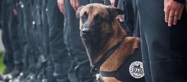Diesel, il cane eroe ucciso durante il blitz Diesel, il cane eroe ucciso durante il blitz
