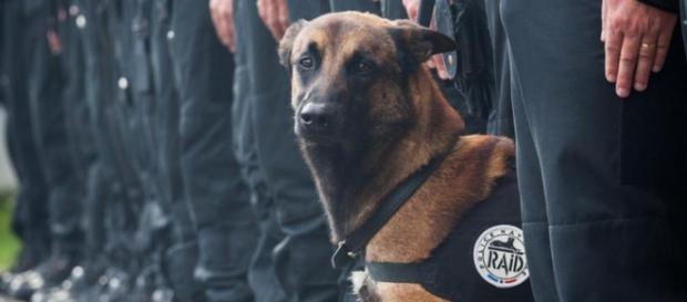 Il cane Diesel ucciso nel blitz di St. Denis Il cane Diesel ucciso nel blitz di St. Denis