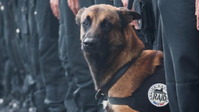 Il cane Diesel ucciso nel blitz di St. Denis
