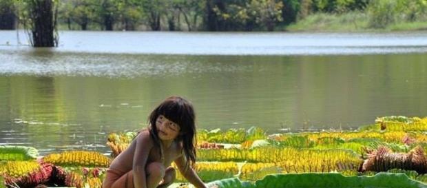 Flora Amazônica corre risco de extinção. Flora Amazônica corre risco de extinção.