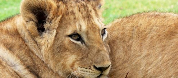 Lion cubs. Pixabay commons. No attrition Lion cubs. Pixabay commons. No attrition
