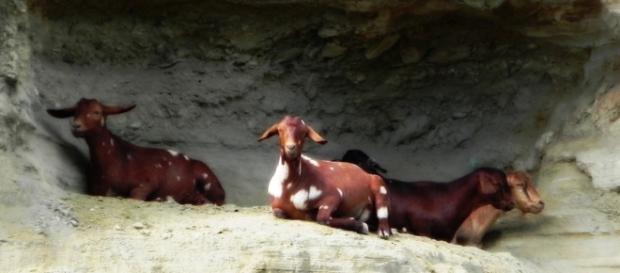 Photo by Frank Flowers. Goats in Africa Photo by Frank Flowers. Goats in Africa