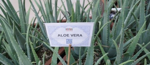 Aloe vera, uno dei più completi integratori.