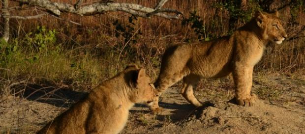 Futuro incierto para los leones Futuro incierto para los leones
