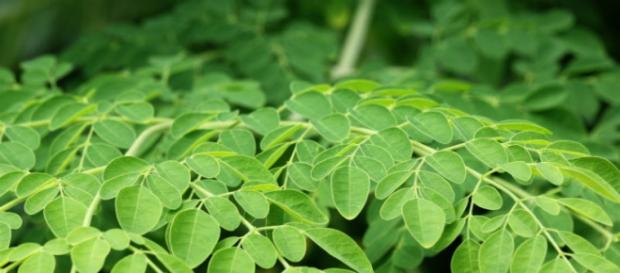 Moringa, considerada um milagre da natureza. Moringa, considerada um milagre da natureza.