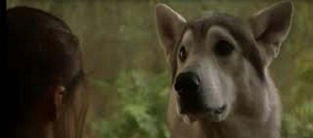 Nymeria y Arya en 'Juego de Tronos' Nymeria y Arya en 'Juego de Tronos'