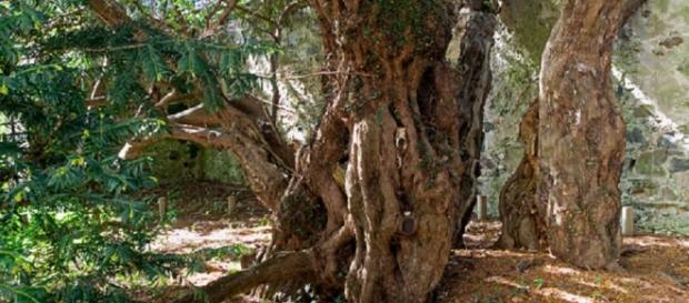 O "Teixo de Fortingall" tem cerca de 5 mil anos. O "Teixo de Fortingall" tem cerca de 5 mil anos.