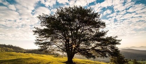 Giornata dedicata alla tutela degli alberi