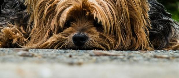 Lute contra o abandono dos animais Lute contra o abandono dos animais