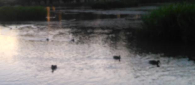 Para cruzar el río hay que mojarse Para cruzar el río hay que mojarse