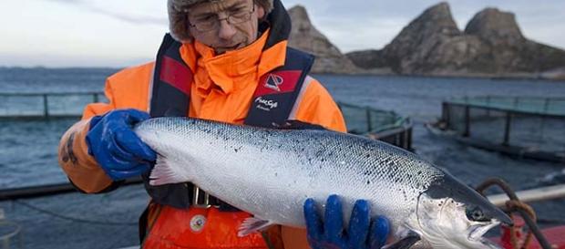 Vaccines prevent the use of antibiotics in salmon. Vaccines prevent the use of antibiotics in salmon.