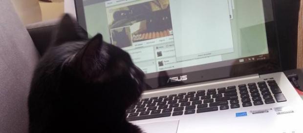 Zwierzęta domowe podbijają internet. Zwierzęta domowe podbijają internet.