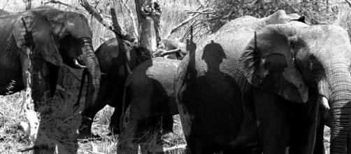 Wildlife crime stresses rangers