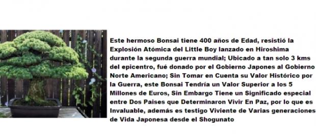 bonsái resistió la explosión atómica de hiroshima bonsái resistió la explosión atómica de hiroshima