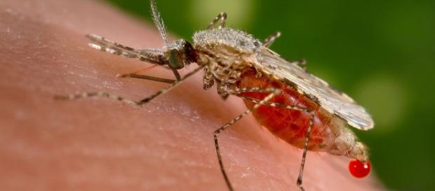 Mosquitos transgénicos combatirán la malaria Mosquitos transgénicos combatirán la malaria
